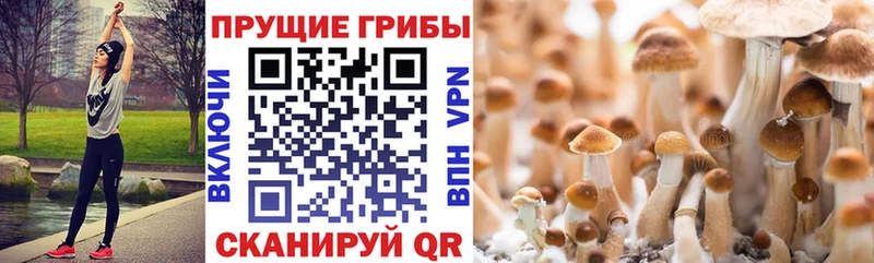 ОМГ ОМГ зеркало даркнет сайт Стародуб Псилоцибиновые грибы мухоморы